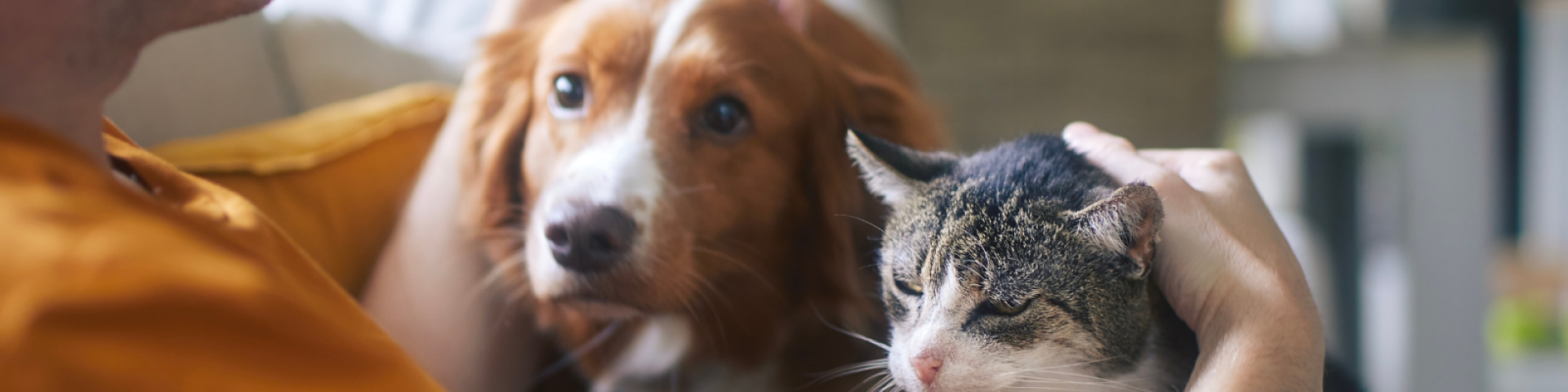 image: dog and cat 