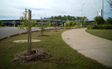 Tree planting