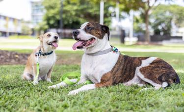 two dogs on lawn