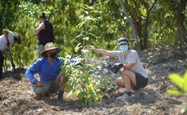 tree planting