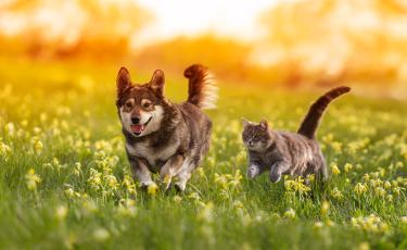 image of a dog and cat running_stock image