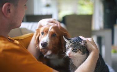 Image: Dog and cat 