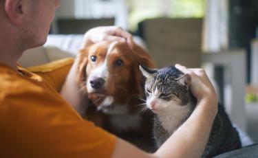 Image: Dog and cat 