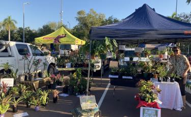 Image: plants for sale 