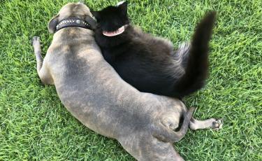 Image of dog and cat on grass