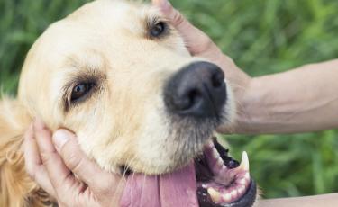 Maurice Terrace Park Off-Leash Dog Area Consultation