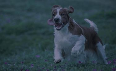 dog running