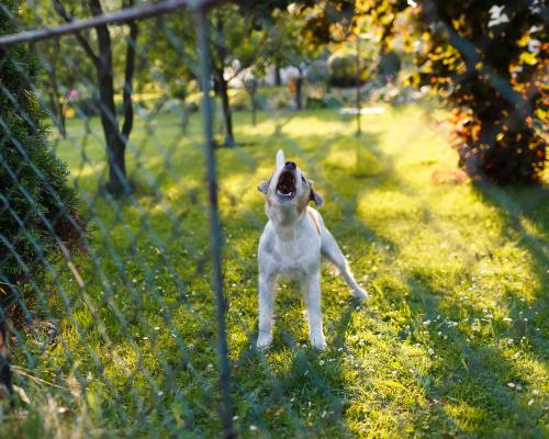 Image: Barking dog behind fence