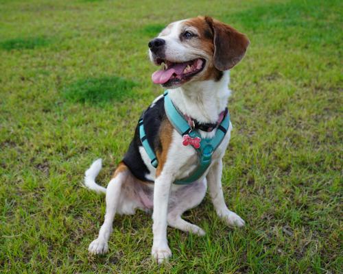 image: Dog on grass in harness 