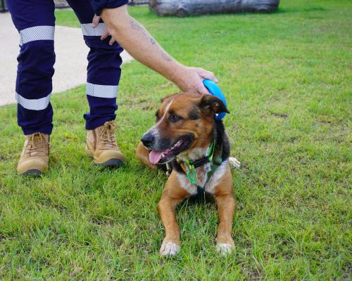 Image: Dog being scanned for microchip