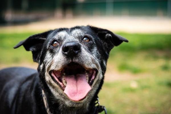 Positive Pets Palmerston - Barking Dogs Information Session