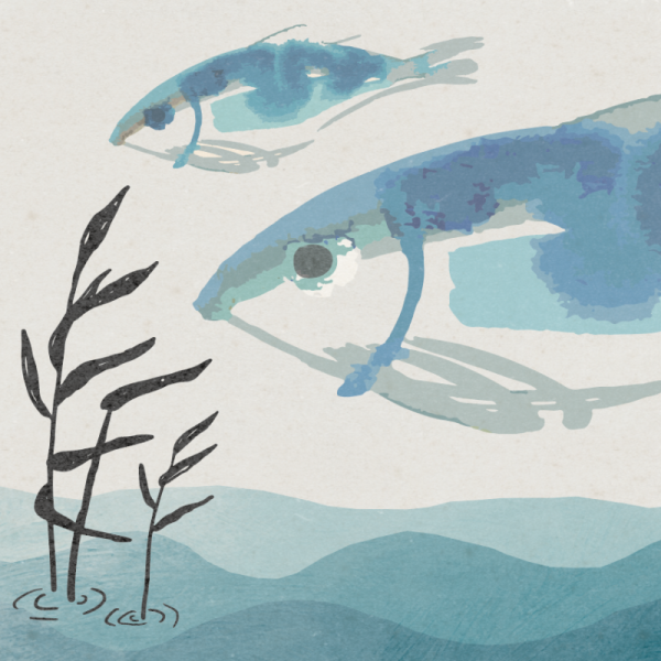 fish