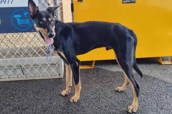 Kelpie Black & Tan Male