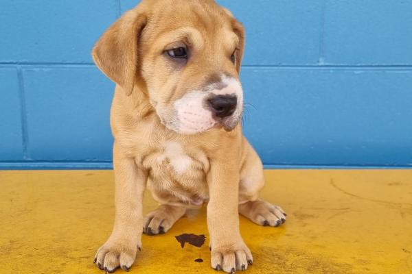 Shar Pei  X Puppy, Female