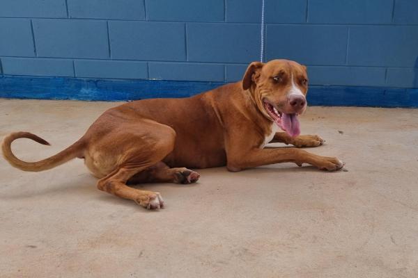 Staffy x Entire Male Tan/White Markings