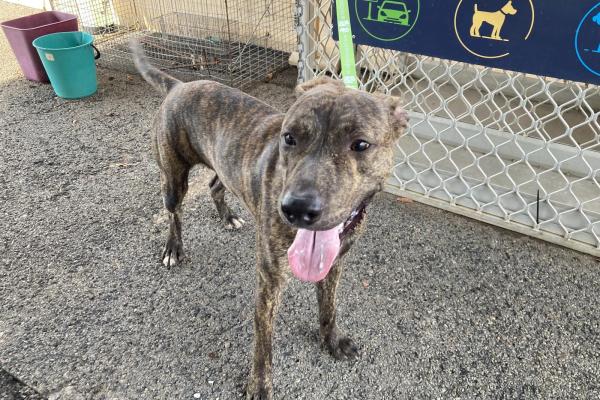 Mixed Breed Male Staffy Brindle Colour no collar  