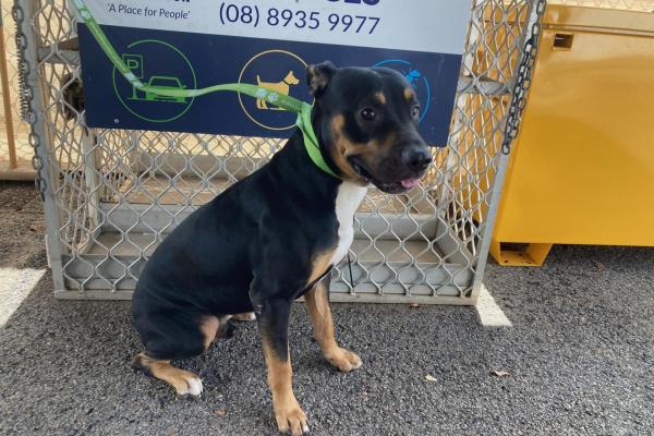 Adult, Entire Male, Rottweiler X, Black and Tan, White chest, No tags, No Rego, No  Microchip 