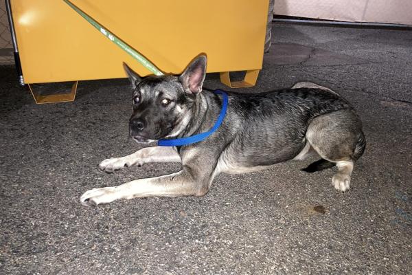 Male Entire Alsatian Mixed Breed Black and Tan long ears