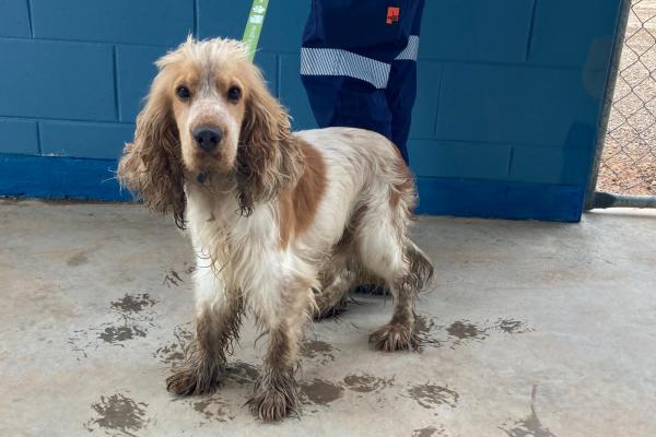 Spaniel Cross - Adult - Male - White and Brown - No Tag - No Collar - No Microchip