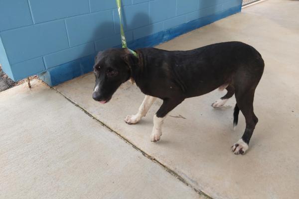 Mixed Breed, Male, Black/White, No Collar, No Tags