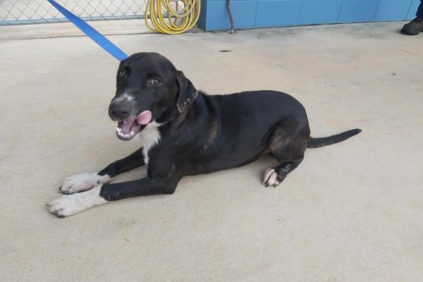 Mixed Breed, Male, Black/White, No Tags, No Collar, No Microchip