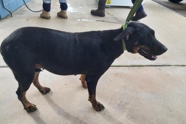 Mixed Breed, Female, Black/Tan, No Collar, No Tags