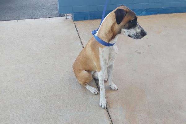 Mixed Breed, Tan/White, Female, Registered with council