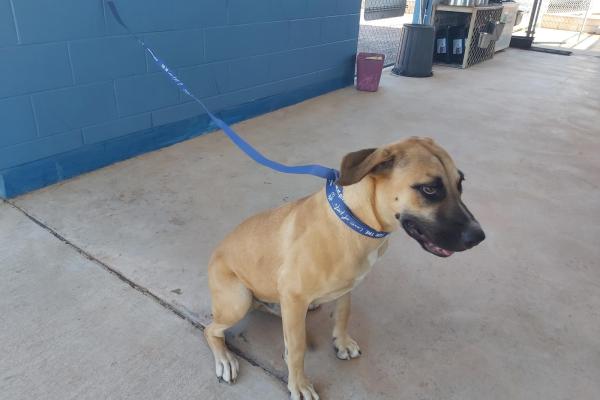 Mixed Breed, Tan, Entire Male