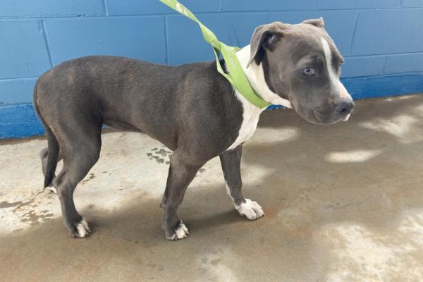 Staffy X - Female - Blue - Puppy - No Collar - No tag - Microchipped 