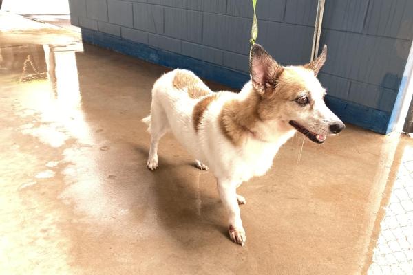 Jack Russel X - Desexed Female - White and Tan - Collar - Tag - Registered - Microchipped 