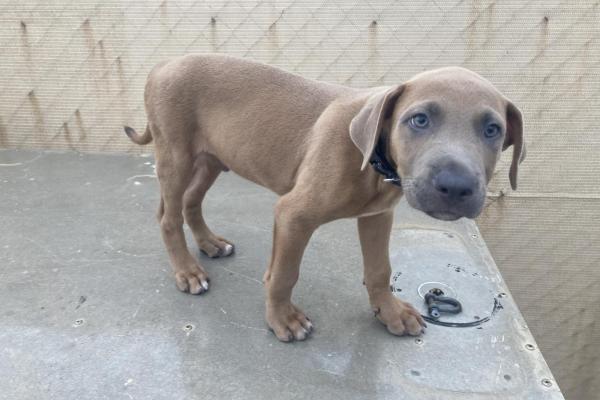 Mixed - Male - Brown - Puppy - No tags - No Collar - No Microchip 