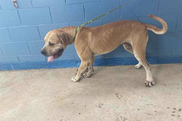 Mastiff - Male - Adult - Tan - No Collar - No Tags - Microchipped (not registered) - No Rego 