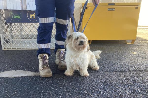 Maltese - Entire Male - White and Tan - Adult - No Collar - No Tag - Microchipped - Registered