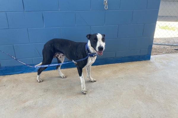 Bull Arab - Adult - Entire Female - brindle and white - blue collar - microchipped