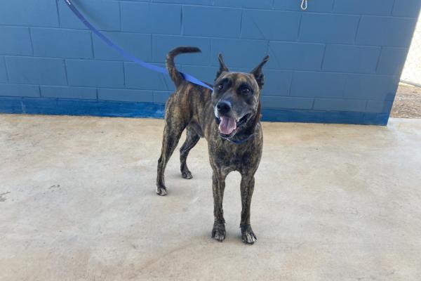Mixed - Adult - Entire Male - brindle - no collar, no tag, no microchip