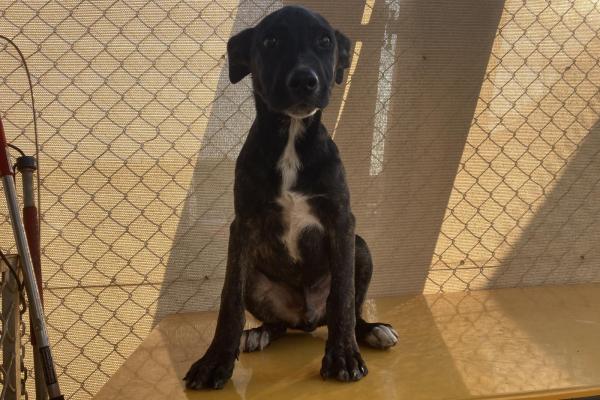 Mixed - Entire Male - Puppy - Brindle and White - No Collar - No Tag - No Microchip - Not Registered
