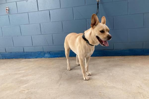 Mixed - Entire Female - Cream - No Collar - Microchipped - Registered