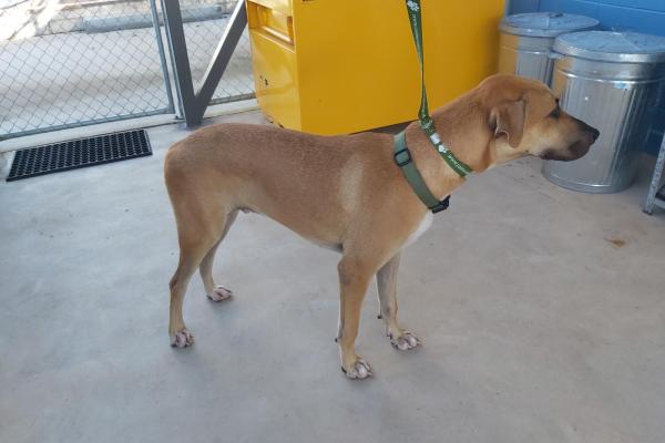 Mixed - Desexed Male - Brown and white - No tags - Green collar 