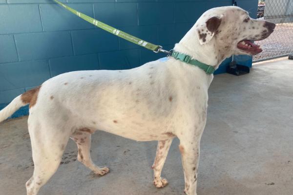 Mixed - Male - White and Brown spots - Collar - Tag - Microchipped - No Registration 