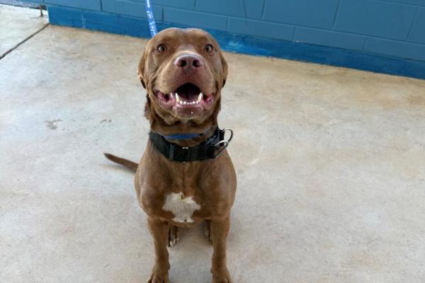 Pitbull X - Entire male - Brown