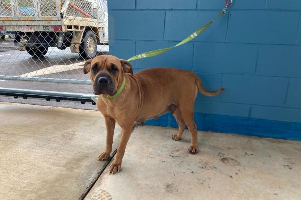 Shar Pei Cross - Entire Female - Adult - No Collar - No Tag - No Microchip