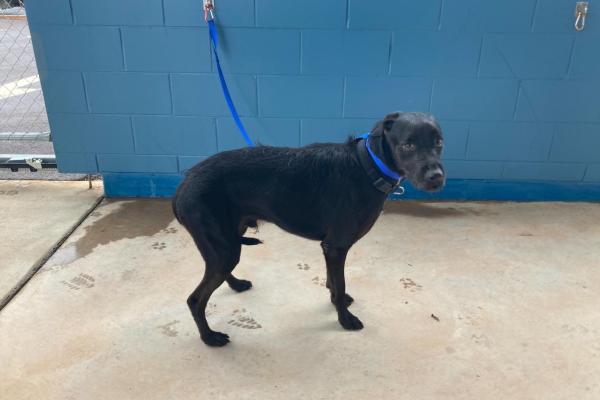 Labrador Cross - Adult - DSX Male - black - black collar - no tag - microchipped