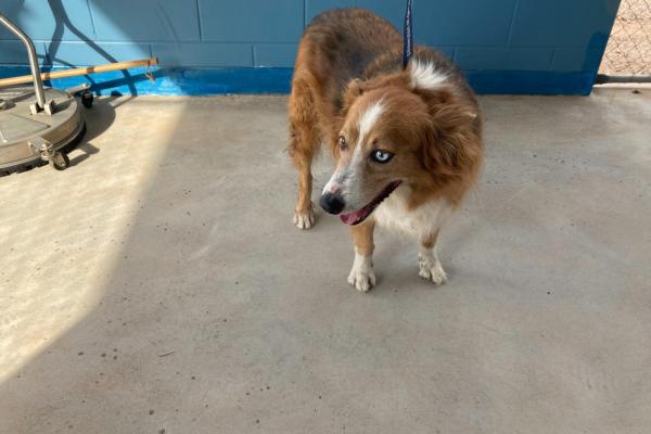 Border Collie Cross - Adult - DSX Male - Red and white - Yellow and orange collar - Blue tag - Microchipped