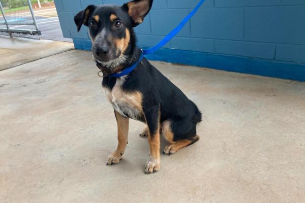 Mixed - Male - Puppy - Black, Tan and White - Black Collar - No Tag - Not Registered