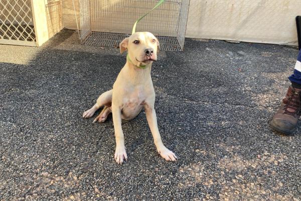 Staffy X - Young Adult - Entire Female - tan - no collar - no tag - no microchip