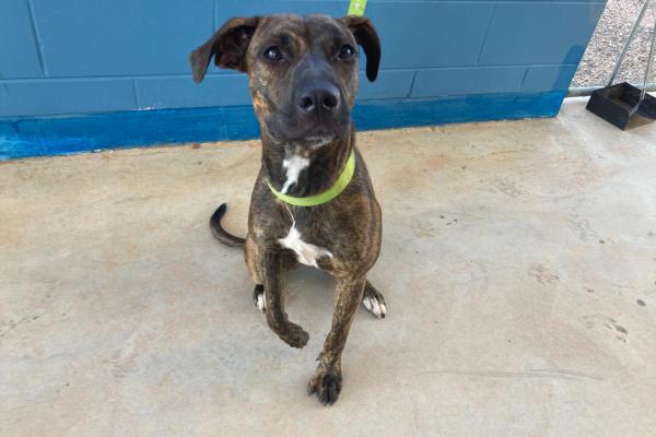 Mixed - Entire Female - Brindle and White - Young Adult - No Collar - No Tags - Not Registered - Not Microchipped