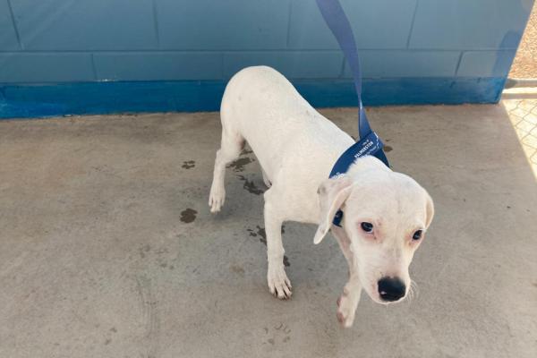 Mixed - Entire Male- White - Black Spots on Ears - No Tags - No Collar - No Microchip - No Registration 