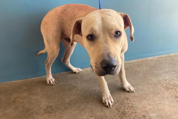 Mixed - adult - entire male - tan - no collar, no tag, no microchip