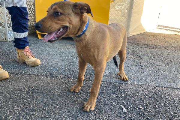 Mixed - puppy - entire female - brown - no collar - no tag - no microchip - not registered