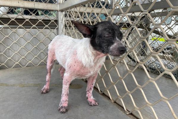 Chihuahua X - Adult - Entire Male - white and black - no collar - no tag - no microchip